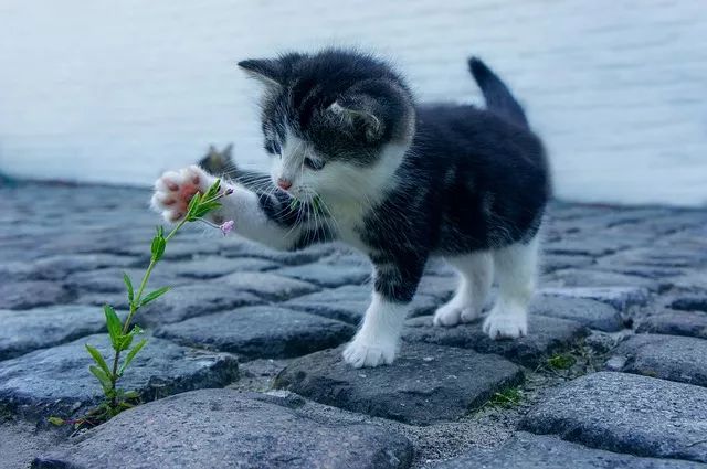 最新版小猫咪，探索其魅力与特点