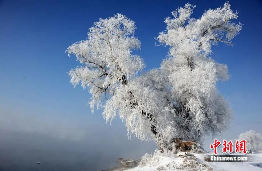 吉林雾凇最新消息，自然奇观展现新风貌